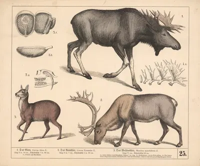 1. Das Elenn. 2. Das Rennthier. 3. Das Moschusthier. by Генрих Лейтеман, 1882 — digital art print download