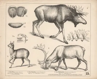 1. Das Elenn. 2. Das Rennthier. 3. Das Moschusthier by Генрих Лейтеман, 1882 — digital art print download