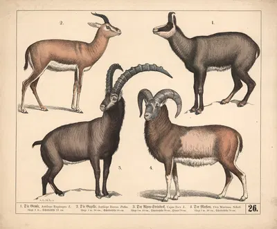 1. Die Gemse. 2. Die Gazelle. 3. Der AlpenSteinbock. 4. Der Muflon. by Генрих Лейтеман, 1882 — digital art print download