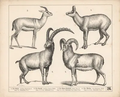 1. Die Gemse. 2. Die Gazelle. 3. Der AlpenSteinbock. 4. Der Muflon by Генрих Лейтеман, 1882 — digital art print download