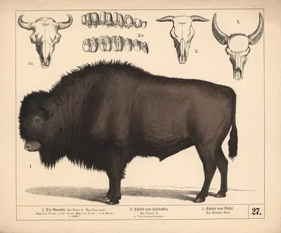 1. Der Auerochs. 2. Schädel vom Hausochsen. 3. Schädel vom Büffel. by Генрих Лейтеман, 1882 — digital art print download