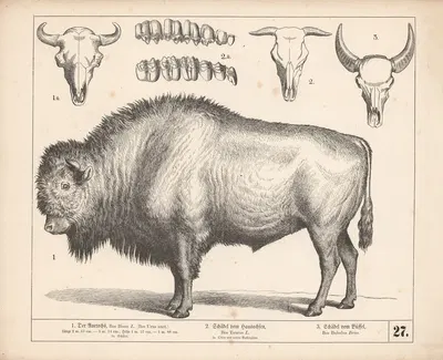 1. Der Auerochs. 2. Schädel vom Hausochsen. 3. Schädel vom Büffel by Генрих Лейтеман, 1882 — digital art print download