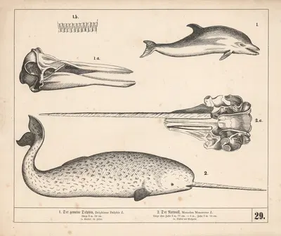 1. Der gemeine Delphin. 2. Der Narwall. by Генрих Лейтеман, 1882 — digital art print download
