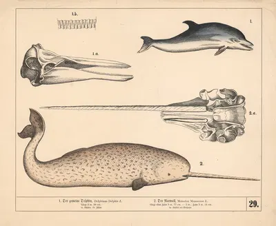 1. Der gemeine Delphin. 2. Der Narwall by Генрих Лейтеман, 1882 — digital art print download