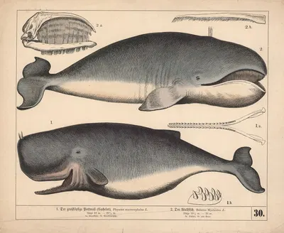 1. Der grossköpfige Pottwall (Cachelot) 2. Der Wallfisch. by Генрих Лейтеман, 1882 — digital art print download