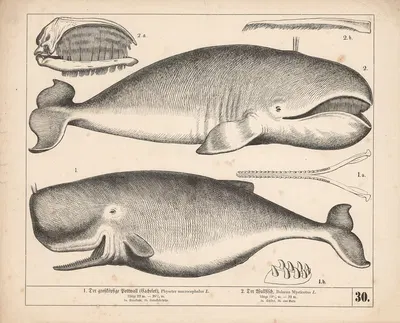 1. Der grossköpfige Pottwall (Cachelot) 2. Der Wallfisch by Генрих Лейтеман, 1882 — digital art print download