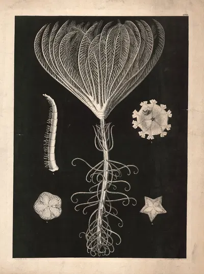 Aquatic animals by Isaac Wilhelm Tegner, 1885 — digital art print download