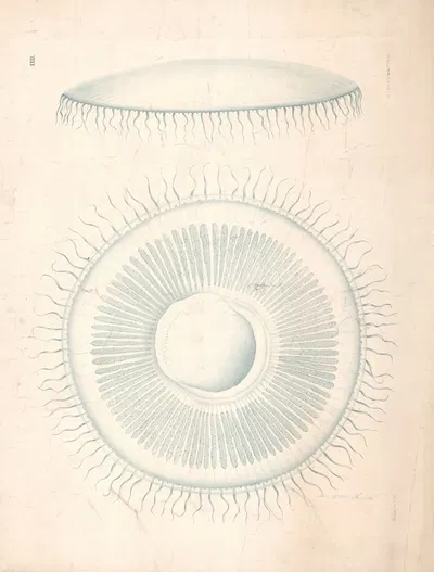 Jellyfish by Isaac Wilhelm Tegner, 1885 — digital art print download