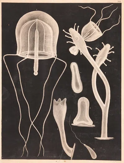 Organisms by Isaac Wilhelm Tegner, 1885 — digital art print download