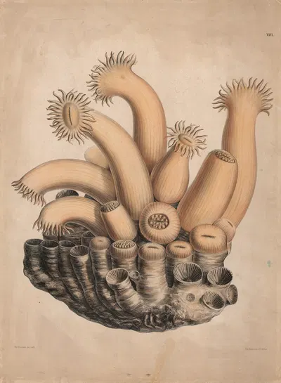 Organisms by Isaac Wilhelm Tegner, 1885 — digital art print download