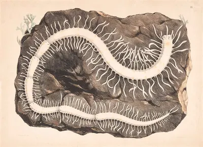 Organisms by Isaac Wilhelm Tegner, 1885 — digital art print download