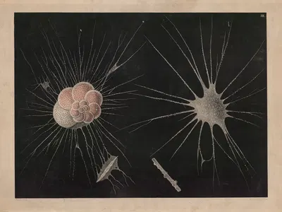 Organisms by Isaac Wilhelm Tegner, 1885 — digital art print download