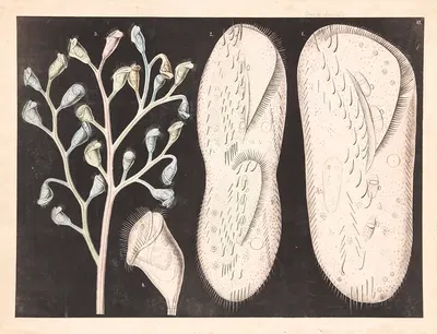 Organisms by Isaac Wilhelm Tegner, 1885 — digital art print download
