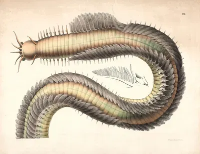 Pinworm by Isaac Wilhelm Tegner, 1885 — digital art print download