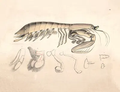 Water insect by Isaac Wilhelm Tegner, 1885 — digital art print download
