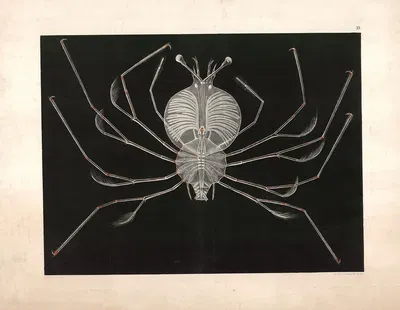 Water spider by Isaac Wilhelm Tegner, 1885 — digital art print download