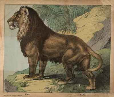 Lion by Й.Ф. Шрайбер, 1900 — digital art print download