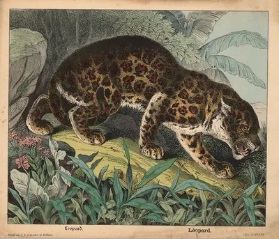 Leopard by Й.Ф. Шрайбер, 1900 — digital art print download
