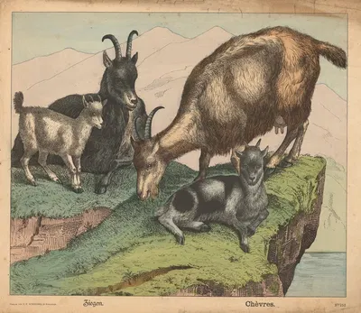 Goat by Й.Ф. Шрайбер, 1900 — digital art print download