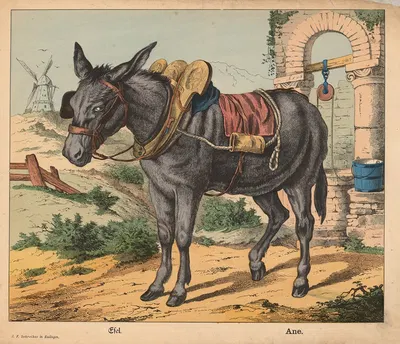 Donkey by Й.Ф. Шрайбер, 1900 — digital art print download