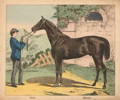 Horse by J.F. Schreiber, 1900 — digital art print download