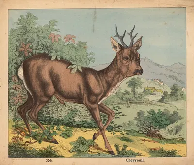 Roe deer by Й.Ф. Шрайбер, 1900 — digital art print download