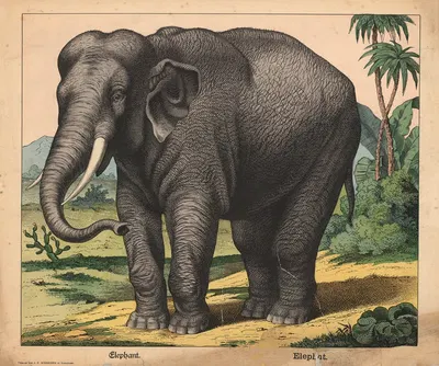 Elephant by Й.Ф. Шрайбер, 1900 — digital art print download