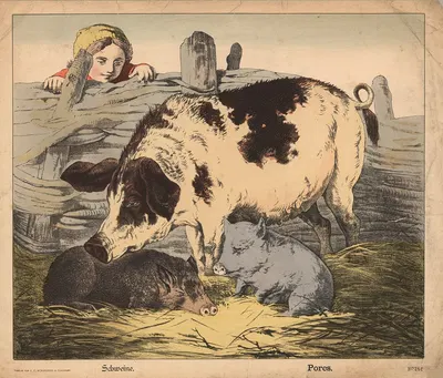 Pigs by Й.Ф. Шрайбер, 1900 — digital art print download