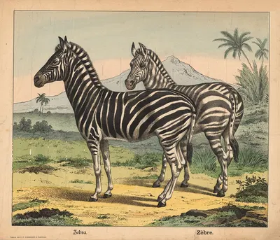 Zebra by Й.Ф. Шрайбер, 1900 — digital art print download