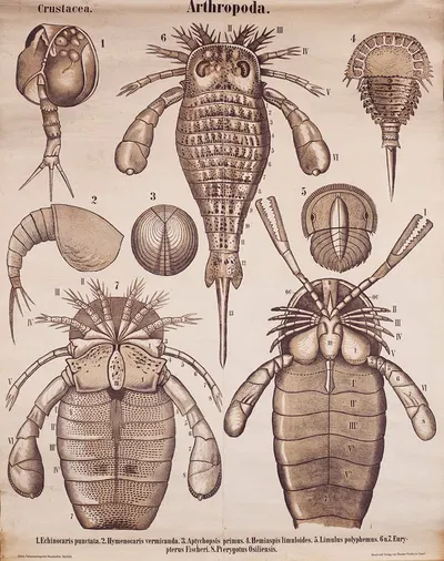 Arthropods by Karl Alfred Zittel, 1907 — digital art print download