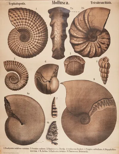 Mollusks by Karl Alfred Zittel, 1907 — digital art print download