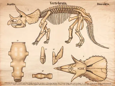 Vertebrates – Dinosaurs by Karl Alfred Zittel, 1907 — digital art print download