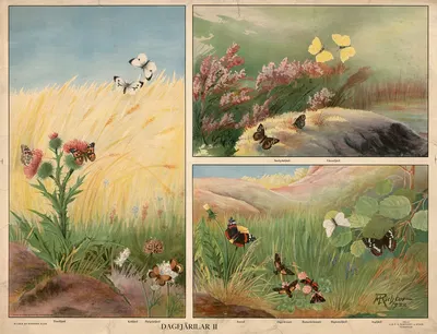 Butterflies II by Max Richter, 1932 — digital art print download