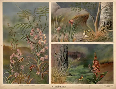 Moths I by Max Richter, 1932 — digital art print download
