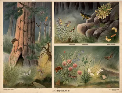 Moths II by Max Richter, 1932 — digital art print download