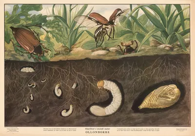 Cockchafer by Max Richter, 1950 — digital art print download