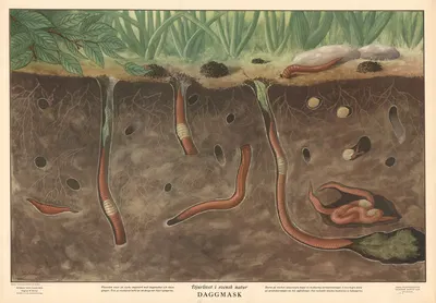 Earthworm by Max Richter, 1950 — digital art print download
