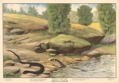 Snakes and lizards by Max Richter, 1950 — digital art print download
