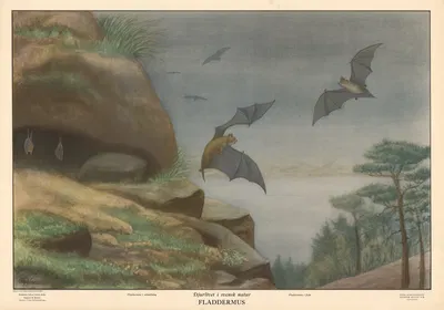 Bat by Max Richter, 1950 — digital art print download