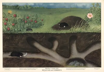 Mole and Shrew by Max Richter, 1950 — digital art print download