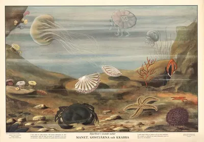 Jellyfish, starfish and crab by Max Richter, 1950 — digital art print download