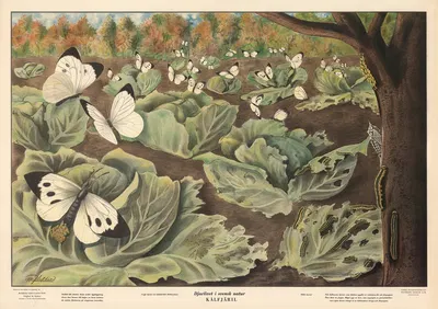 Cabbage butterfly by Max Richter, 1950 — digital art print download