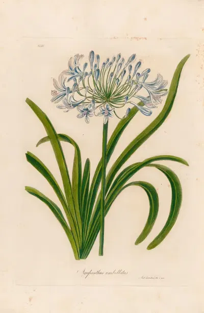Agapanthus umbellatus by Gaetano Savi, 1818-1824 — digital art print download