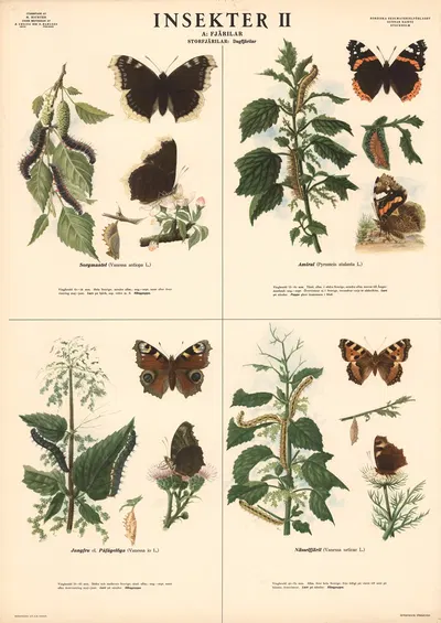 Insekter II by Max Richter, 1939 — digital art print download