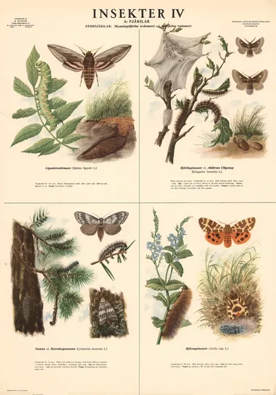 Insekter IV by Max Richter, 1939 — digital art print download