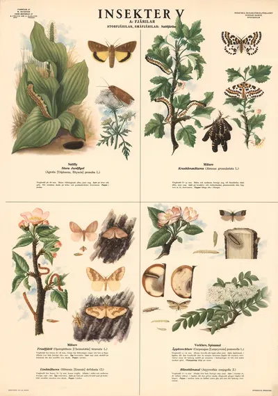 Insekter V by Max Richter, 1939 — digital art print download