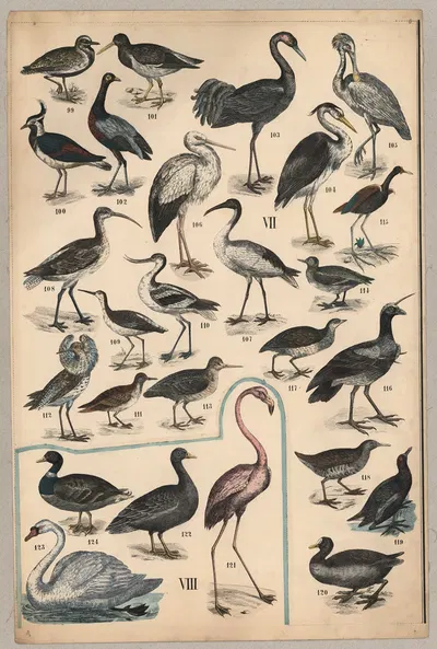 Birds IV by P.T. Malling, 1890 — digital art print download