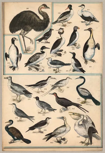 Birds V by P.T. Malling, 1890 — digital art print download