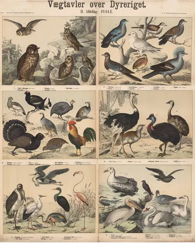 Fugle by P.T. Malling, 1879 — digital art print download