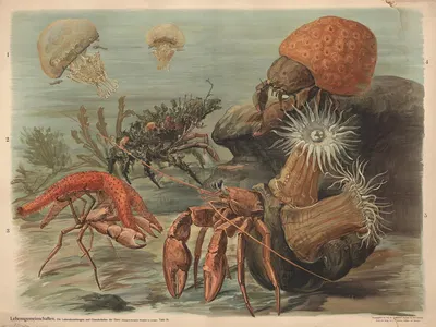 Lebensgemeinschaften. Die Lebensbeziehungen und Gewohnheiten der Tiere by Paul Flanderky, 1900 — digital art print download
